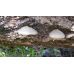 Мицелий Вешенки одиночной / Вешенка покрытая (Pleurotus calyptratus) Мицелий Вешенки одиночной / Вешенка покрытая (Pleurotus calyptratus)